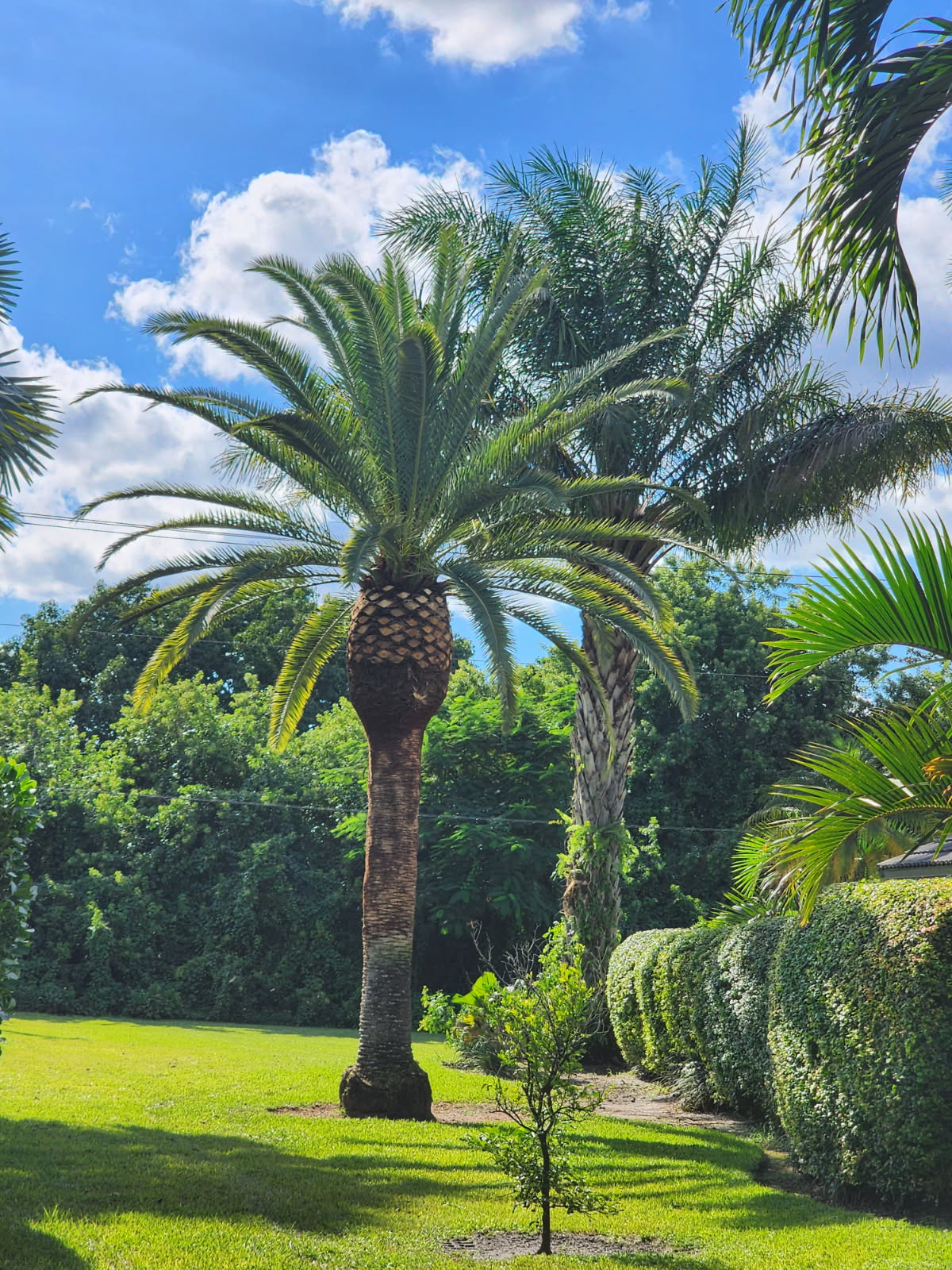 Tree Masters Fl (18)