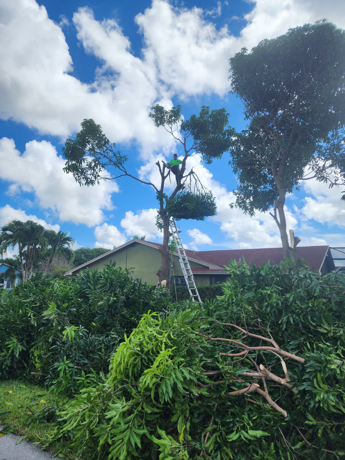 Tree Masters Fl (19)